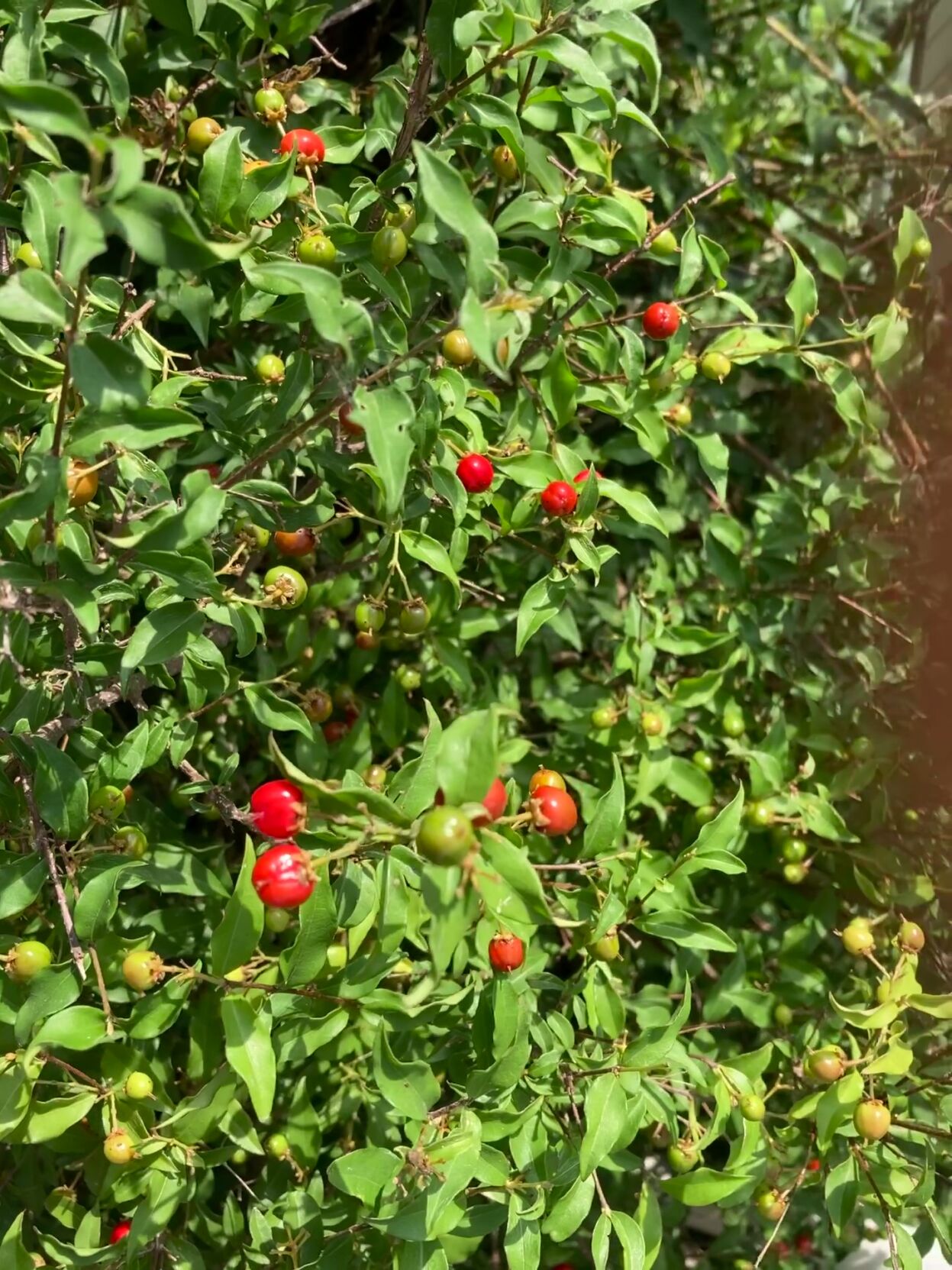 Barbados cherry bush
